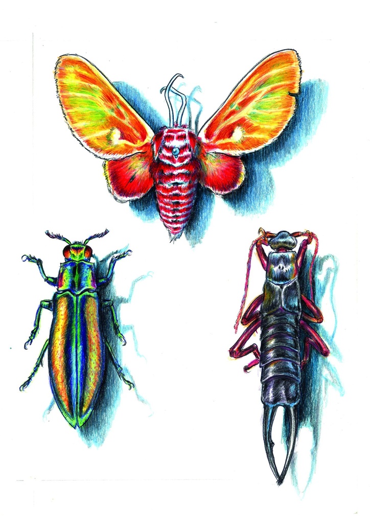 De kever en de koning 3